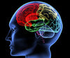 Brain, Nervous System & Mental Health